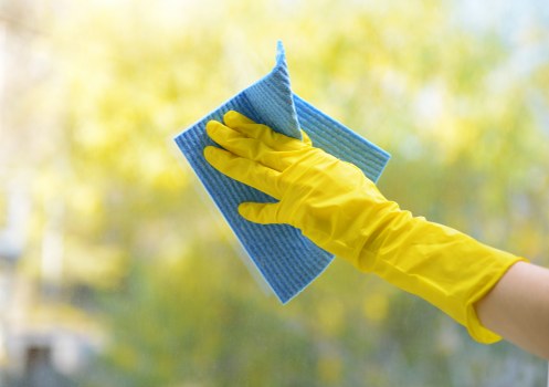 Professional pet stain odour removal in a Chiswick home